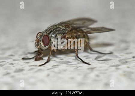 House fly (Muscidae), stable fly, stable flies, Other animals, Insects, Animals, Housefly, Phaonia valida, using labellum to feed from kitchen work Stock Photo