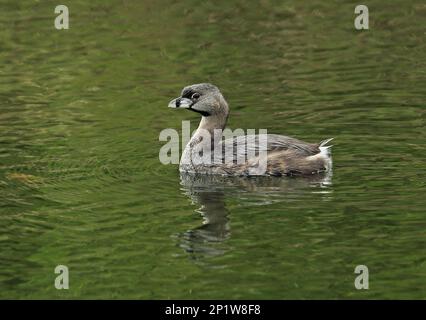 Pied-billed Grebe (Podilymbus podiceps podiceps) adult, swimming on lake, Lake Yojoa, Honduras Pied-billed Grebe (Podilymbus podiceps podiceps) adult, swimming on lake, Lake Yojoa, Honduras