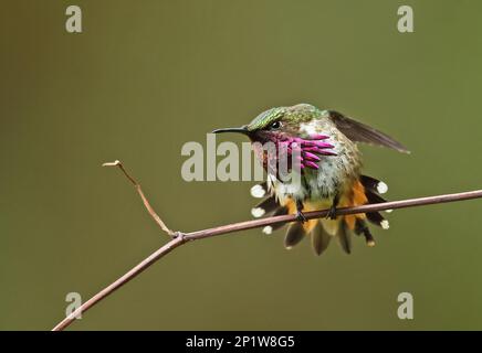 Wine-throated Hummingbird (Atthis ellioti selasphoroides), adult male, stretching, sitting on a branch, La Tigra N.P., Honduras Stock Photo