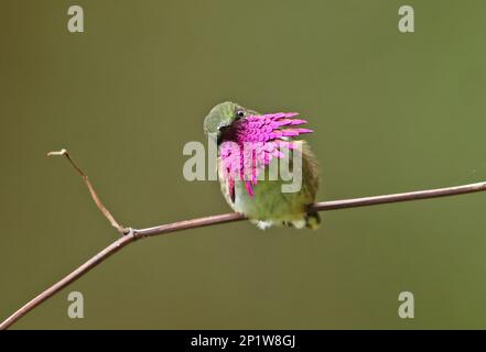 Vine-throated Hummingbird (Atthis ellioti selasphoroides), adult male hummingbird (Atthis ellioti selasphoroides), exhibiting, sitting on a branch Stock Photo