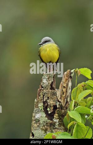 Adult Tropical Kingbird (Tyrannus melancholicus satrapa), adult, sitting on a snail, Lake Yojoa, Honduras Stock Photo