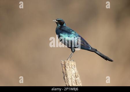 Burchell's Glossy-starling (Lamprotornis australis) adult, perched on post, South Africa Stock Photo