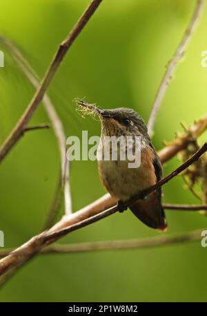 Wine-throated Hummingbird (Atthis ellioti selasphoroides), adult female, with nesting material in beak, sitting on a branch, La Tigra N.P., Honduras Stock Photo