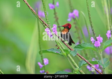 Ruby (Chrysolampis mosquitus) Topaz male perchedby Vervain flower Trinidad and Tobago April 2016 Stock Photo