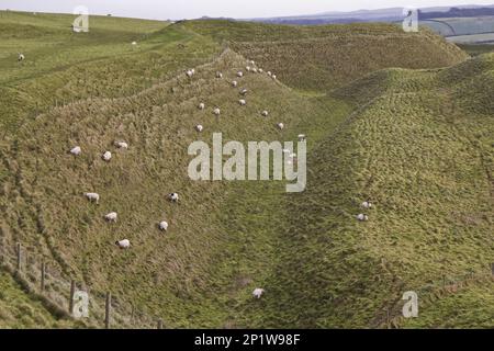 Domestic Sheep, flock, grazing as management tool on ramparts of ancient hillfort, Maiden Castle, Dorchester, Dorset, England, United Kingdom Stock Photo