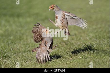 Partridge, gray partridges (Perdix perdix), Chicken birds, Animals ...