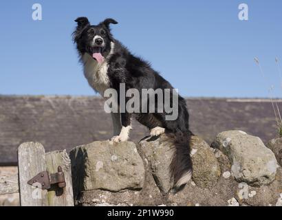 Border Collies, pedigree dogs, herding dogs, domestic dogs, pets, pets, mammals, animals, Domestic Dog, Border Collie, adult, panting, sitting on Stock Photo