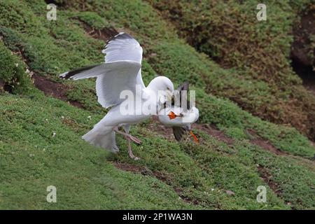 European european herring gull (Larus argentatus), adult summer plumage, attacks Puffin (Fratercula artica) trying to steal sand eels in front of Stock Photo