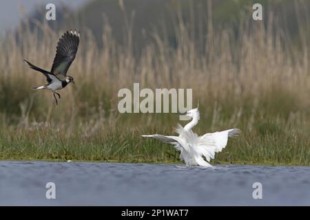 Northern Lapwing (Vanellus vanellus) adult male, flying, mobbing Little Egret (Egretta garzetta) adult, breeding plumage, standing in pond, raising Stock Photo