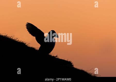 Puffin (Fratercula arctica) adult, summer plumage, standing on a cliff at sunrise and flapping its wings, Skomer Island, Pembrokeshire, Wales, United Stock Photo