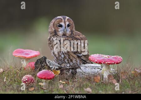 Tawny owl (Strix aluco), adult, sitting on a tree trunk with toadstool (Amanita muscaria), Suffolk, England, October, subject Stock Photo