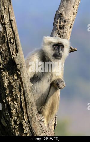 Tarai grey tarai grey langur (Semnopithecus hector) adult, sitting in a tree fork, Jim Corbett N.P., Uttarkhand, India Stock Photo