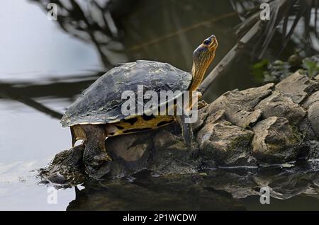Indian Roofed Turtle, Indian Roofed Turtles, Other animals, Reptiles, Turtles, Animals, Water Turtles, Indian Roofed Turtle (Pangshura tecta) adult Stock Photo