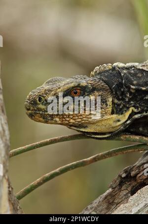 Adult black-chested spiny-tailed iguana (Ctenosaura melanosterna), close-up of head, Emerald Reserve of Honduras, Rio Aguan Valley, Honduras Stock Photo