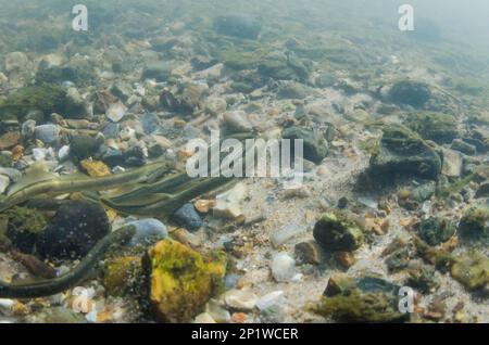 Brook Lamprey (Lampetra planeri) adults, spawning in 'redd' nests on stony riverbed, River Glaven, Norfolk, England, United Kingdom Stock Photo