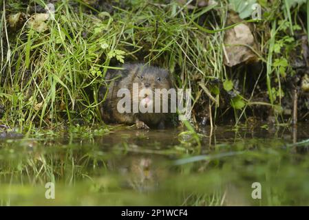 European water vole (Arvicola amphibius), Kent, Great Britain. Emerging from the bank-side cave. June 2015 Stock Photo