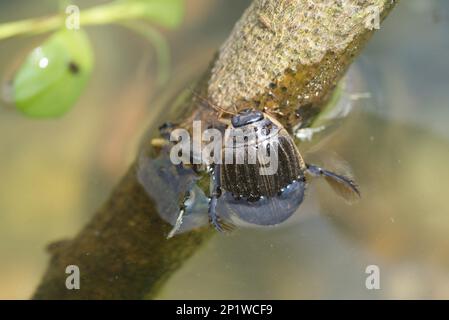 Lesser Diving Beetle (Acilius sulcatus) adult female, emerging from water, England, United Kingdom Stock Photo