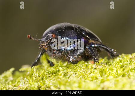 Common Dung Beetle (Geotrupes stercorarius), Horse Beetle, Common Dung Beetle, Other Animals, Insects, Beetles, Animals, Dor Beetle adult on moss.