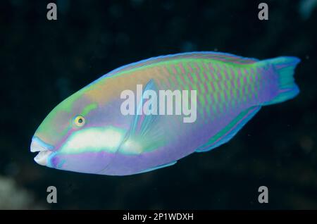 Bleekeri, Bleeker's parrotfishes (Scaridae) Bleeker's Parrotfish, Other Animals, Fish, Animals, Bleeker's Parrotfish, Barracuda Rock dive site Stock Photo