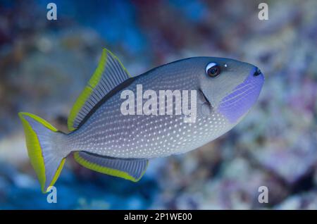 Gilded triggerfish (Xanthichthys auromarginatus), Blue-throated Triggerfish, Other animals, Fish, Animals, Triggerfish, Gilded Triggerfish, male with Stock Photo