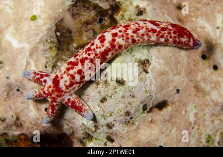 Linckia multiflora, multipore sea star (Linckia multifora), Holey Starfish, Other Animals, Echinoderms, Animals, Multipore Sea Star, regrowing from Stock Photo