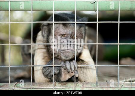 Capuchin Monkey (Cebinae sub-family), gripping onto cage, Tzaneen Lion ...