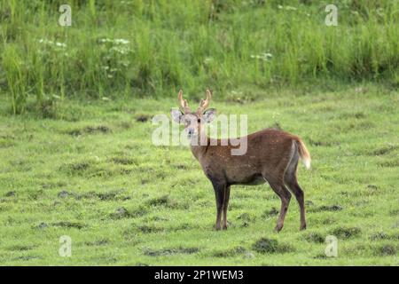 Hog deer (Axis porcinus), adult male standing in grassland, Kaziranga National Park, Assam, India Stock Photo