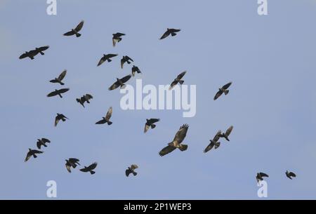 Common Buzzard (Buteo buteo), mobbed by jackdaw flock in sky, Glocs, winter Stock Photo