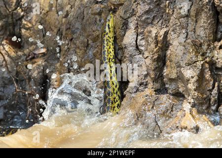 Yellow Anaconda (Eunectes notaeus) on riverbank in water, Cuiaba River, Mato Grosso, Brazil Stock Photo