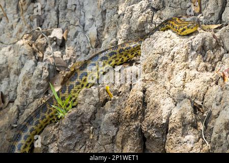 Yellow Anaconda (Eunectes notaeus) on riverbank, Cuiaba River, Mato Grosso, Brazil Stock Photo