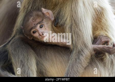 Southern southern plains gray langur (Semnopithecus dussumieri), juvenile owned by mother, Tadoba National Park, Maharashtra, India Stock Photo