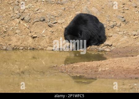 Ursus ursinus, sloth bear, sloth bears (Melursus ursinus), bears, predators, mammals, animals, Sloth bear, adult drinking at waterhole, Tadoba Stock Photo