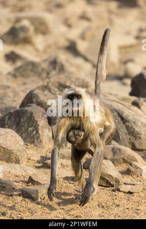 Southern southern plains gray langur (Semnopithecus dussumieri), female with young, Tadoba National Park, Maharashtra, India Stock Photo