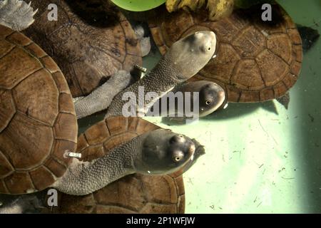 Freshwater turtles that are threatened by extinction risk (critically endangered) and are endemic to Rote Island of Indonesia, the snake-necked turtles (Chelodina mcccordi), are photographed at a licensed ex-situ breeding facility in Jakarta. 'The Rote Island snake-necked turtle is one glaring example of how unsustainable trade has brought entire species to the brink of extinction,' said Jim Breheny, Wildlife Conservation Society (WCS) Executive Vice President and Director of the Bronx Zoo as published by WCS Newsroom on September 7, 2022. Stock Photo