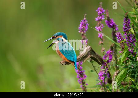 Common kingfisher (Alcedo atthis) Indicator of clean flowing waters, young bird, territorial dispute, habitat, habitat with loosestrife, flying gem Stock Photo