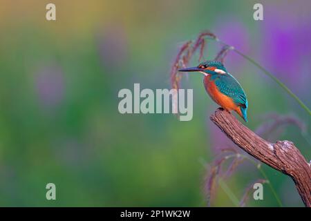 Common kingfisher (Alcedo atthis) Indicator of clean flowing waters, young bird, territorial dispute, habitat, flying gem, sitting on branch Stock Photo