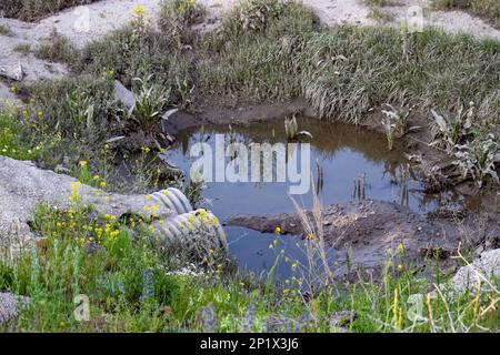 Dirty sewage waste coming out of pipes,environmental pollution concept Stock Photo