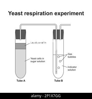 experiment for yeast respiration