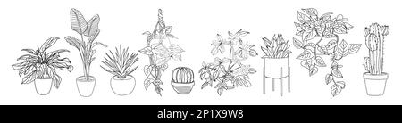 Set of Houseplants outline drawing Vector isolated Stock Vector Image ...