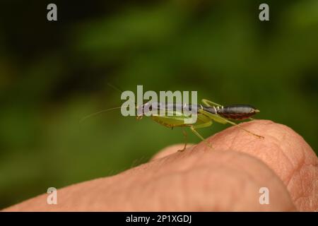 Asian ant mantis rest on fingers. Stock Photo