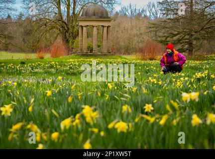 3rd March 2023 Dodding Hall Gardens, Doddington, near Lincoln, Lincolnshire, England, UK UK weather, gardens, colour The colourful scene today at Doddington Hal gardens near Lincoln, which is currently open for the Spring Bulbs Pageant. Visitor Jane Bowyell brings her own bit of colour to the gardens as she admires the carpet of spring colour. The spring bulb pageant was started in the 1950s by Ralph and Antonia Jarvis. A spectacular pageant of spring bulbs, beginning in early February with wonderful snowdrops and winter aconites, Cyclamen coum, and Crocus tommasinianus, continuing throu Stock Photo