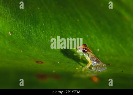 Variable Madagascan Frog - Guibemantis liber, beautiful colored tiny ...