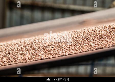 Fertilizer granules move along a conveyor belt at Fertiplant's granulation factory in Nakuru. Fertiplant, a local fertilizer plant, is expected to address the fertilizer deficit in Kenya ahead of the planting season. The Nitrogen, Phosphorous and Potassium, (NPK) fertilizer granulation company has an annual capacity of 100, 000 tonnes, while Kenya's annual fertilizer consumption stands at 500,000 tonnes per annum. During the commissioning of the company, President William Ruto announced that the government plans to eliminate generic fertilizers that have been altering soil pH. Stock Photo