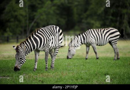 Izzy and Ziggy graze on Jeb Boggus' land, Tuesday, Sept. 29, 2015, in  AUGUSTA, GEORGIA. Mr. Boggus rescued the zebras from an unlicensed petting  zoo in North Georgia. CHRIS THELEN/STAFF(Chris Thelen/The Augusta Chronicle  via AP Stock Photo