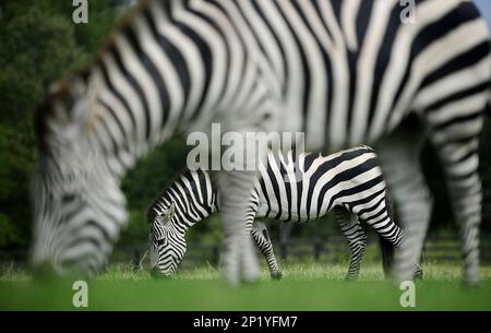 Izzy and Ziggy graze on Jeb Boggus' land, Tuesday, Sept. 29, 2015, in  AUGUSTA, GEORGIA. Mr. Boggus rescued the zebras from an unlicensed petting  zoo in North Georgia. CHRIS THELEN/STAFF(Chris Thelen/The Augusta Chronicle  via AP Stock Photo