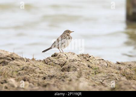 Water Pipit (Anthus spinoletta) in winter plumage Cley Marshes Norfolk UK GB March 2023 Stock Photo