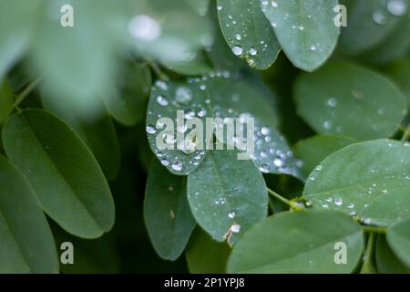 An acacia leaf with water droplets on it. Seasons concept. selective focus. Stock Photo