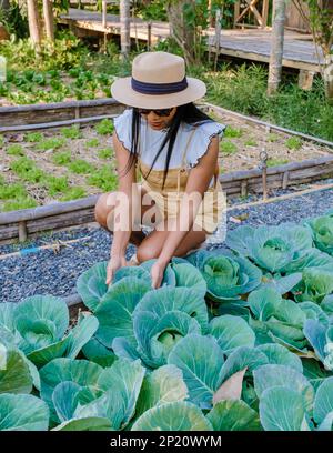 Asian women with cabbage in a Community kitchen garden. Raised garden beds with plants in vegetable community garden in Thailand.  Stock Photo
