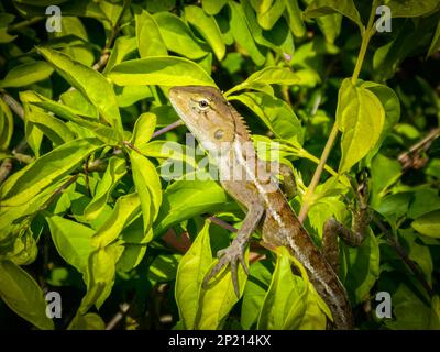 crested lizard on a branch Stock Photo