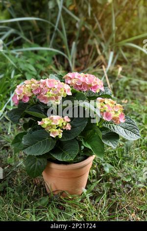 Beautiful blooming hortensia plant in pot outdoors Stock Photo